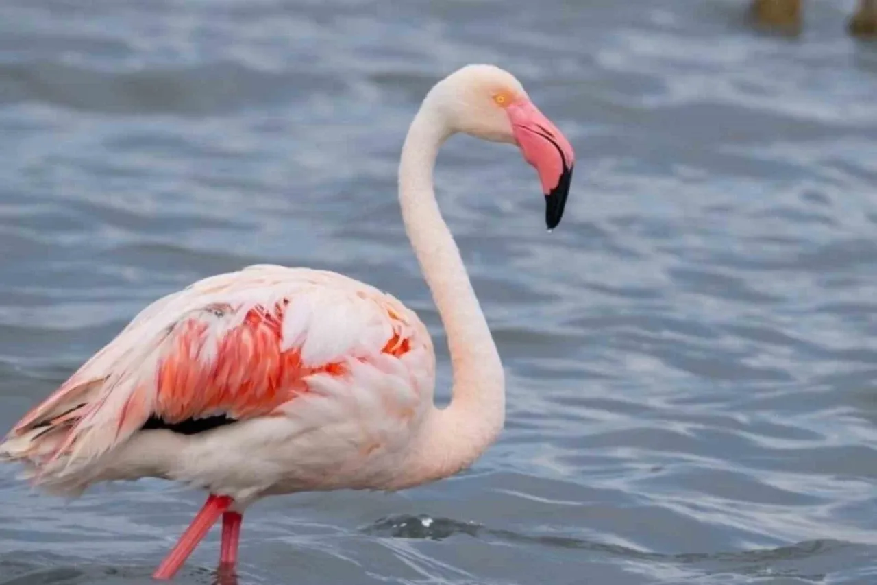 İzmit Körfezi’ndeki flamingo sayısında artış gözlendi